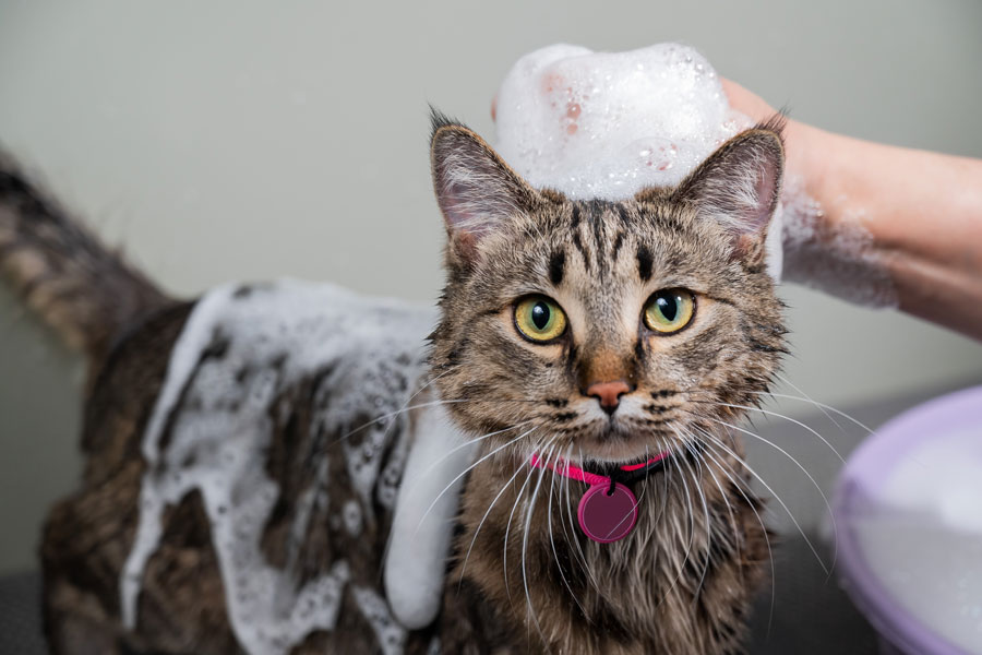 Cat grooming session
